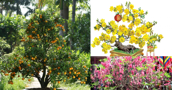 Cây đào, cây mai, cây quất ngày tết