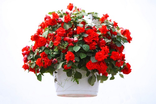 Hoa hải đường trang trí ngày tết